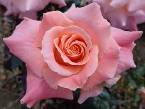 SALLYS ROSE (hybrid tea)